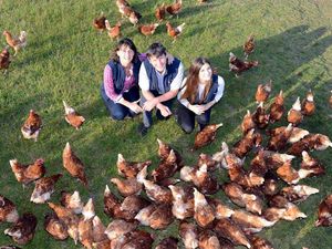 Supporting image for story: Shropshire farm eggs-tatic over Asda deal