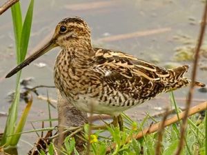 Supporting image for story: Rare snipes return to nature reserve to breed