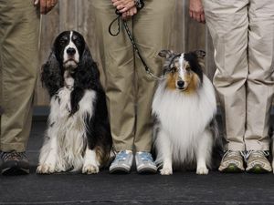 Supporting image for story: It turns out there’s actually a scientific reason why dogs love humans