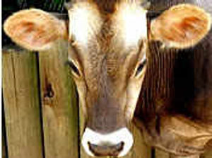 Supporting image for story: Lack of action on bovine TB