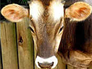 Supporting image for story: Lack of action on bovine TB