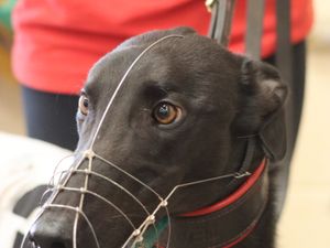 Supporting image for story: Fereday has a dog that can Makeadifference
