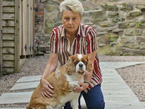 Supporting image for story: Shropshire pensioner tells of dog attack horror