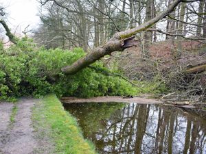 Supporting image for story: Fallen tree blocks Shropshire canal