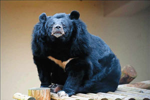 Supporting image for story: WATCH: Bear with me folks! I'm 36-years-old now