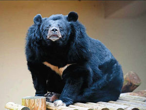 Supporting image for story: WATCH: Bear with me folks! I'm 36-years-old now