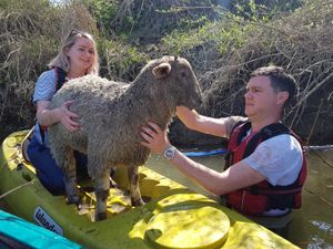 Supporting image for story: Shropshire canoe trip turns into woolly rescue 
