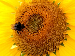 Supporting image for story: Guidance tightened on applications for emergency use of banned pesticides