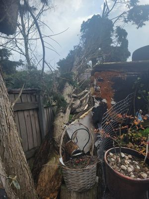 A huge tree has snapped in a back garden of a property in Wolverhampton. (Photo: Stephanie Tranter)