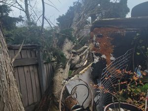 Supporting image for story: 40ft tree crashes into Wolverhampton garden in high wind killing couple's prized Japanese carp