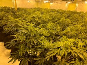 Supporting image for story: Vietnamese cannabis farmers jailed after being caught running 'industrial scale' operation in Wolverhampton