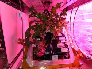 Supporting image for story: Astronauts are growing lettuce on the ISS to eat in space