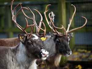Supporting image for story: Telford reindeer trail for families suspended after vandals smash plastic deer