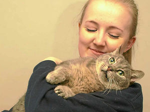 Supporting image for story: Mystery surrounds story of Shropshire stray cat Johnny - registered 120 miles away