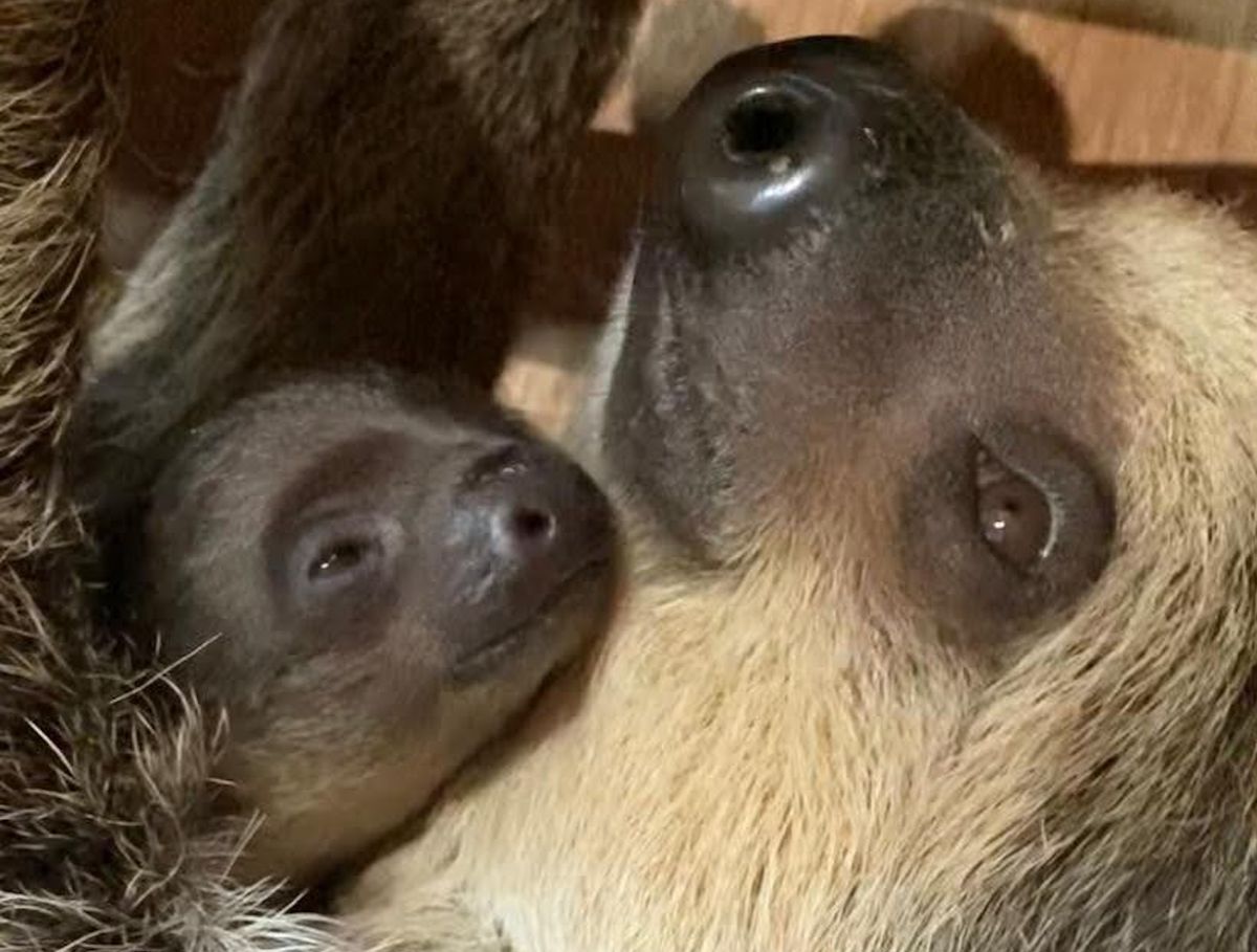 Delight at Dudley Zoo as attraction's first baby sloth is born(02)