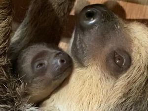 Supporting image for story: Delight at Dudley Zoo as attraction's first baby sloth is born