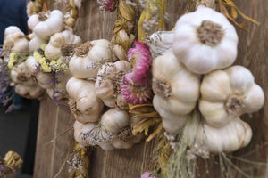 Some of the beautiful garlic at the food festival. Image by Andy Compton