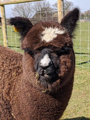 Errol the mini alpaca from Wildwood Alpacas