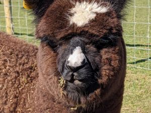 Supporting image for story: Errol the mini alpaca and friends ready to appear at national show in Stafford