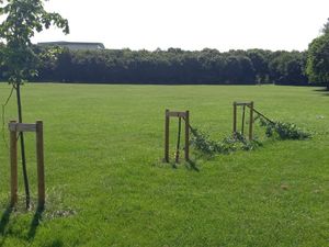 Supporting image for story: 'Mindless attack' sees trees smashed near Staffordshire castle 