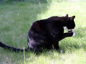 Supporting image for story: Fresh calls to make drivers stop and report incidents involving cats