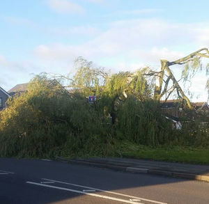 The fallen tree in Walsall Wood. Picture by: Jamie Elliott