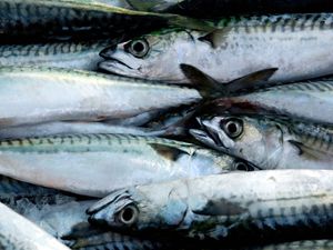 Supporting image for story: UK’s failure to back sustainable mackerel fishing condemned as ‘pitiful’