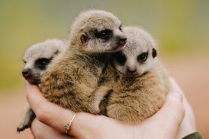 Baby meerkats at Exotic Zoo in Telford. In Picture: Nina Sabey.