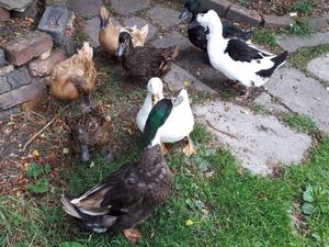 Supporting image for story: Staffordshire bird keepers urged to be vigilant following confirmed cases of bird flu in region