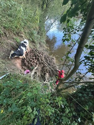The cow being rescued on Sunday (picture: SFRS)