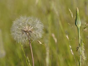 Dandelion and long grass in a field