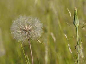 Dandelion and long grass in a field