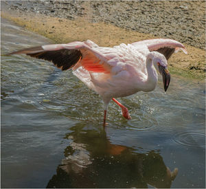 Stephen Haycock took fifth with Andean Flamingo