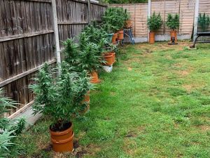 Supporting image for story: Pot plants: Man arrested over cannabis grown in garden