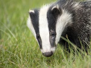 Supporting image for story: Badgers blamed for huge delay in building Birmingham railway stations 