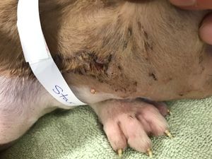 Star and her sister Jet were both found in an extremely poor condition. Star is now in the care of the RSPCA.