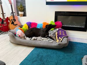 Supporting image for story: Retired Monmore Green racing greyhound now loving life at home in Staffordshire