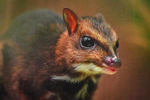 Supporting image for story: Tiny deer the size of Christmas bauble born at Chester Zoo