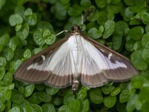 Supporting image for story: Gardeners warned over 'destructive' insect ruining hedges this April