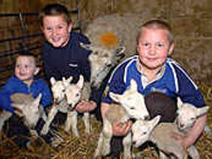 Supporting image for story: Lambs hit farmer for six