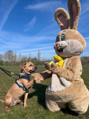 Easter Bunny handing out treats from Moo & Goo to one of the residents at Birmingham Dogs Home