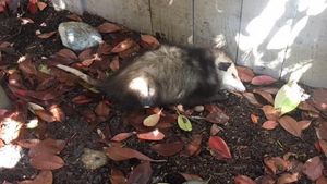 Supporting image for story