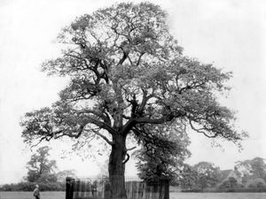Supporting image for story: Story of king’s daring escape and role of ‘royal oak’ told in new book