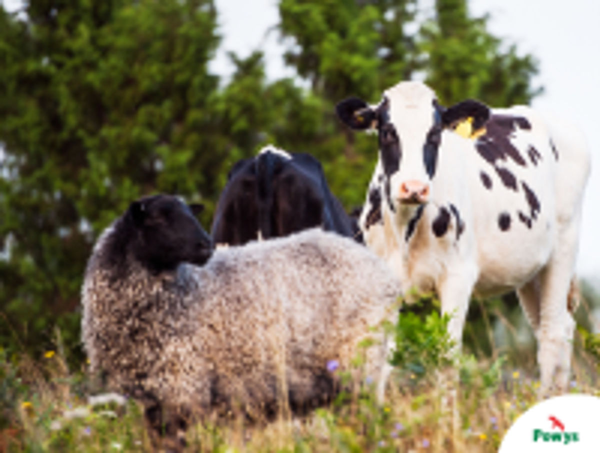 Powys farmer fined for breaching animal health rules Powys farmer fined for breaching animal health rules