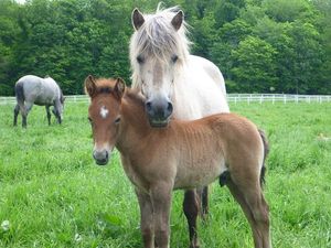 Supporting image for story: Horses read our emotions from tone of voice and facial expression