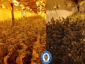Supporting image for story: Two arrested after cannabis farm raid uncovers 1,000 plants