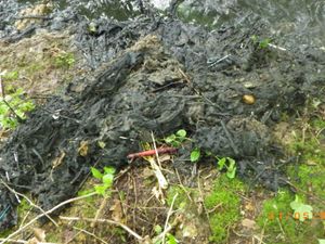 Supporting image for story: No time to waste punishing sewage-dumping water companies, say Lib Dems