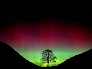 Supporting image for story: In Pictures: Sycamore Gap tree’s absence is felt a year on