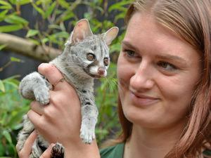Supporting image for story: Baby genet Kamari is born at Telford's Exotic Zoo