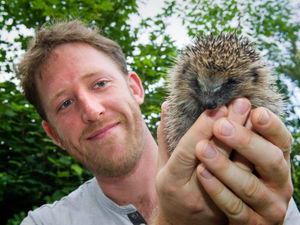Supporting image for story: Hedgehog threat continues in Shropshire as numbers down